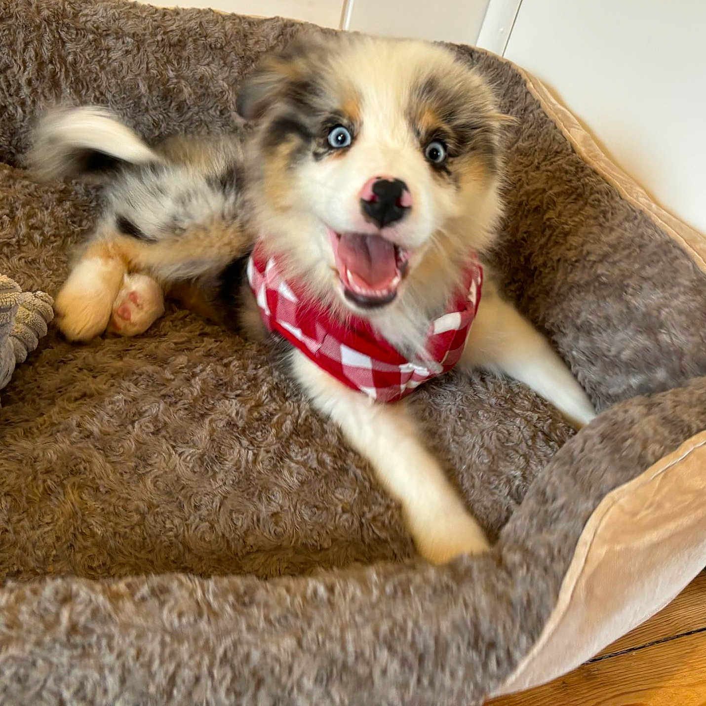 Végas participe au concours pour gagner de l'argent avec cette photo : animal, blanket, canine, cat, cockerspaniel, collie, couch, cushion, dog, dogbed, eskimodog, furniture, homedecor, husky, kitten, papillon, pet, puppy