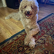 Teddy joined the competition — help win amazing prizes! dog, curly_fur, indoor, rug, wood_floor, furniture, happy, tongue_out, crossed_paws, relaxed, pet, companion, cozy, home, smiling, canine, curled_tail, living_room, mammal, domestic_animal