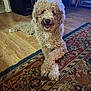 dog, curly_fur, indoor, rug, wood_floor, furniture, happy, tongue_out, crossed_paws, relaxed, pet, companion, cozy, home, smiling, canine, curled_tail, living_room, mammal, domestic_animal