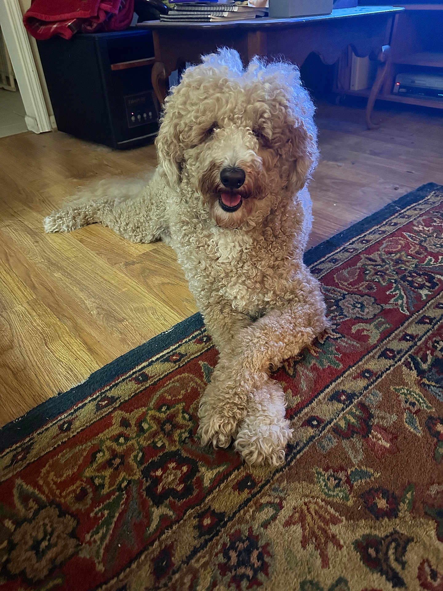 Teddy