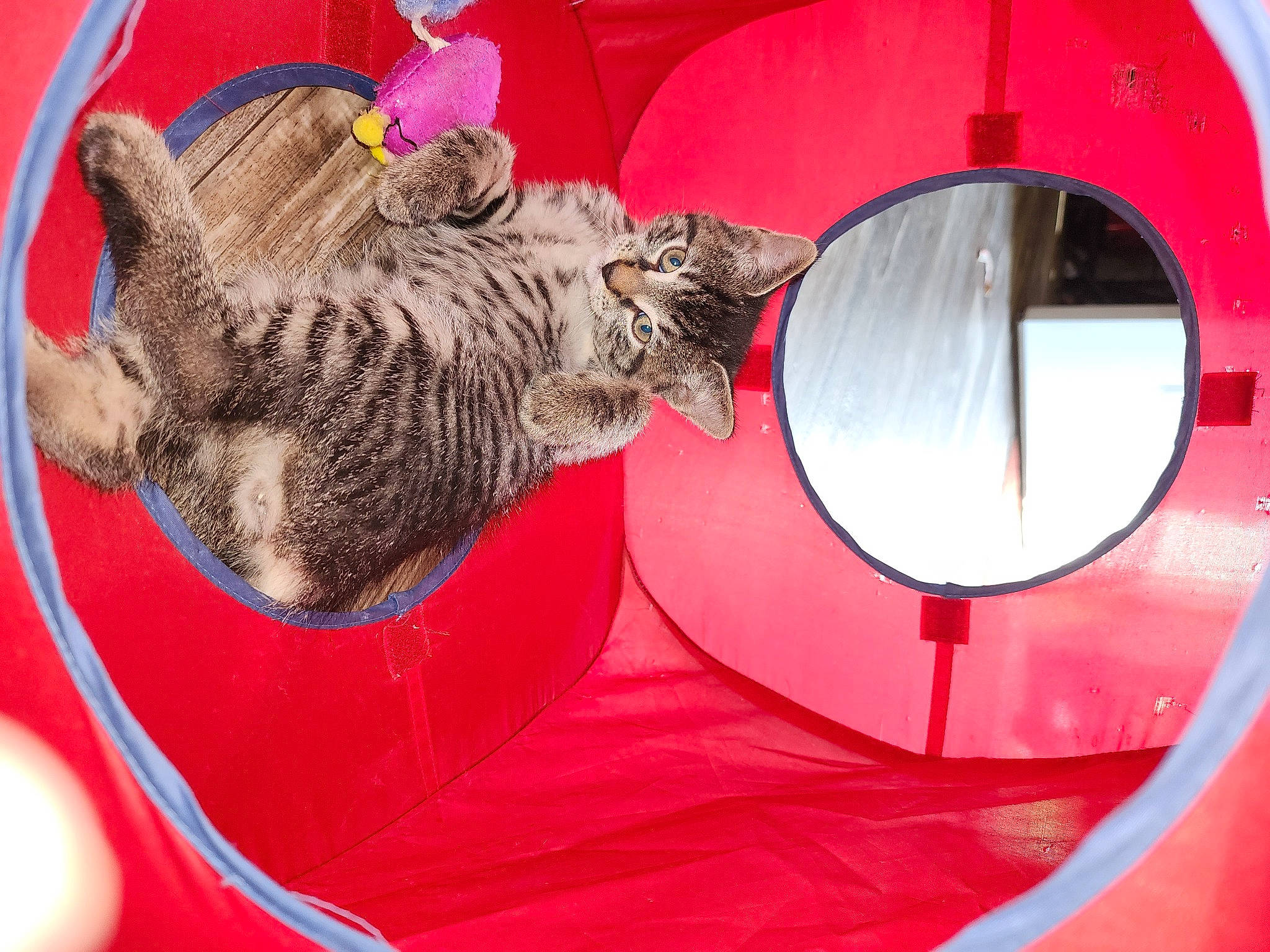 Coby is registered to the contest to win money with this photo: carnivore, cat, circle, claw, comfort, domestic_short_haired_cat, felidae, fur, mammal, paw, small_to_medium_sized_cats, snout, tail, whiskers, window