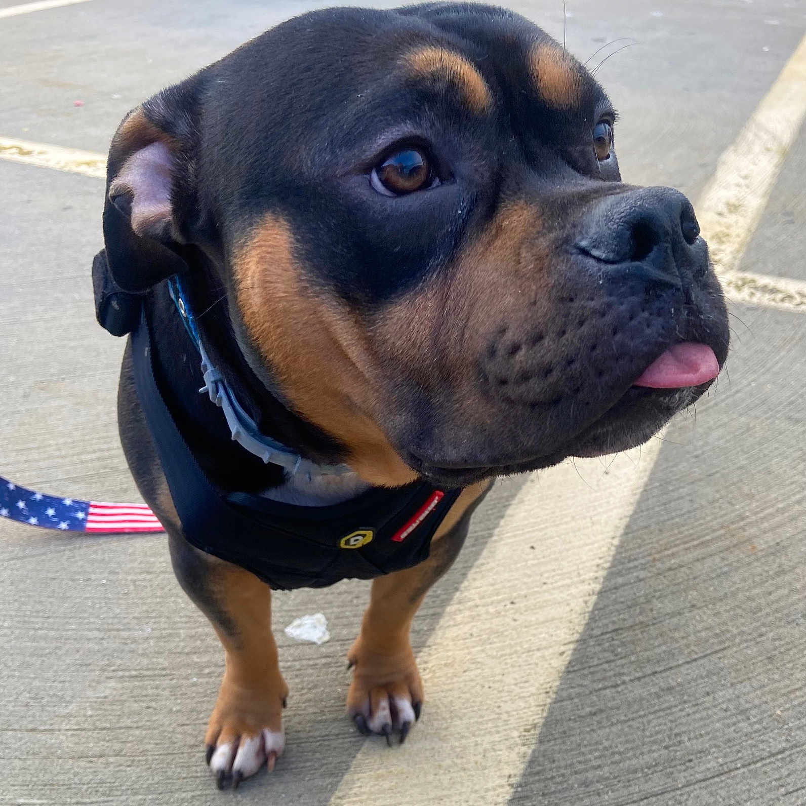 Revis joined the competition — help win amazing prizes! accessories, animal, bicycle, boxer, bulldog, canine, dog, hound, leash, machine, motorcycle, person, pet, puppy, snout, spoke, strap, transportation, vehicle, wheel