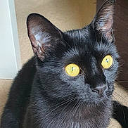 Baghera joined the competition — help win amazing prizes! black_cat, cat, pet, animal, yellow_eyes, fur, whiskers, indoor, carpet, curious, sitting, feline, close_up, ears, tail, domestic_animal, mammal, cute, household, alert