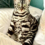 Luna joined the competition — help win amazing prizes! cat, tabby, striped, green_eyes, pet, feline, sitting, bed, white_bedding, indoor, cozy, portrait, close_up, fur, animal, domestic_cat, cute, focused, relaxed, soft_light