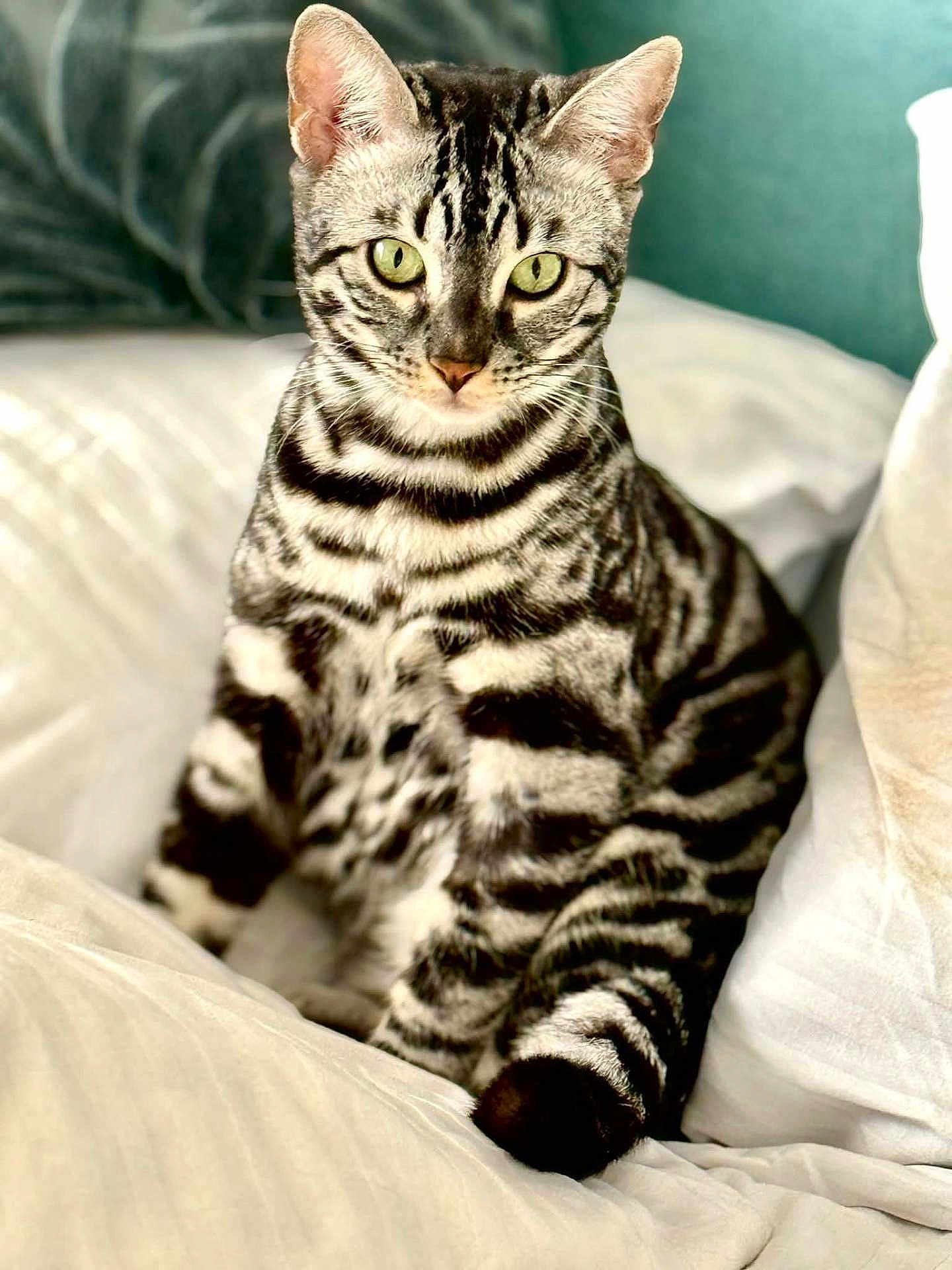 Luna joined the competition — help win amazing prizes! cat, tabby, striped, green_eyes, pet, feline, sitting, bed, white_bedding, indoor, cozy, portrait, close_up, fur, animal, domestic_cat, cute, focused, relaxed, soft_light