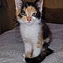 Vénus participe au concours pour gagner de l'argent avec cette photo : abyssinian, angora, animal, cat, kitten, manx, pet, siamese
