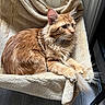 Zeus participe au concours pour gagner de l'argent avec cette photo : cat, ginger_cat, feline, pet, indoor, hammock_bed, plush, fur, tail, ears, whiskers, relaxed, resting, cozy, home, floor, radiator, natural_light, animal, cute