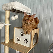 Zeus a rejoint le concours — aidez-le/la à gagner de superbes lots ! cat, ginger_cat, cat_tree, wooden_furniture, paw_prints, indoor, pet, feline, relaxed, cozy, home, animal, cute, fluffy, resting, looking, toy, plush, vertical_lines, wall