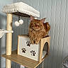 cat, ginger_cat, cat_tree, wooden_furniture, paw_prints, indoor, pet, feline, relaxed, cozy, home, animal, cute, fluffy, resting, looking, toy, plush, vertical_lines, wall