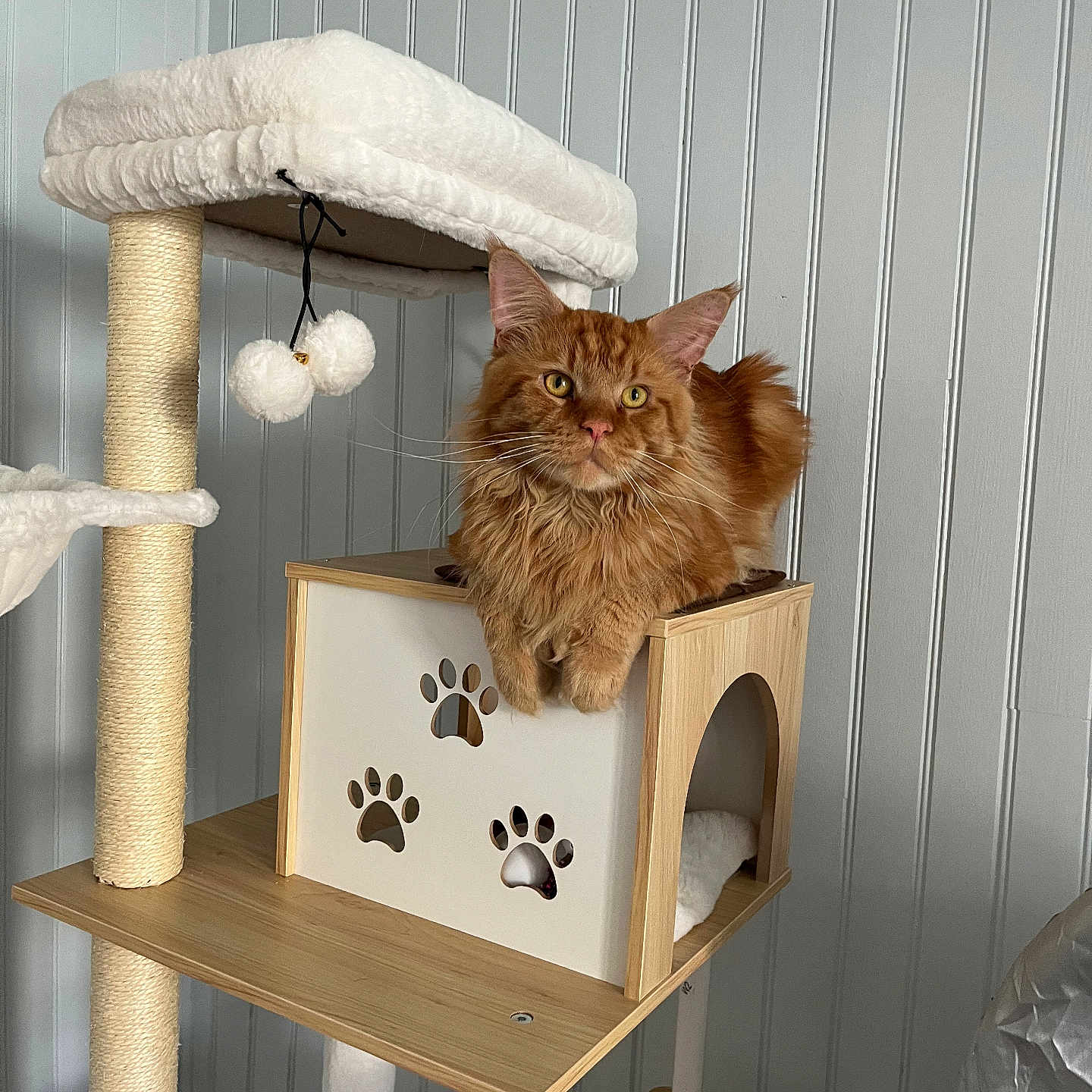 Zeus a rejoint le concours — aidez-le/la à gagner de superbes lots ! cat, ginger_cat, cat_tree, wooden_furniture, paw_prints, indoor, pet, feline, relaxed, cozy, home, animal, cute, fluffy, resting, looking, toy, plush, vertical_lines, wall