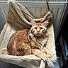 Zeus a rejoint le concours — aidez-le/la à gagner de superbes lots ! cat, orange_tabby, fluffy_fur, pet, indoor, hammock_bed, radiator, cozy, furniture, relaxed, curious, animal, mammal, whiskers, ears, tail, wooden_floor, soft_texture, resting, domestic