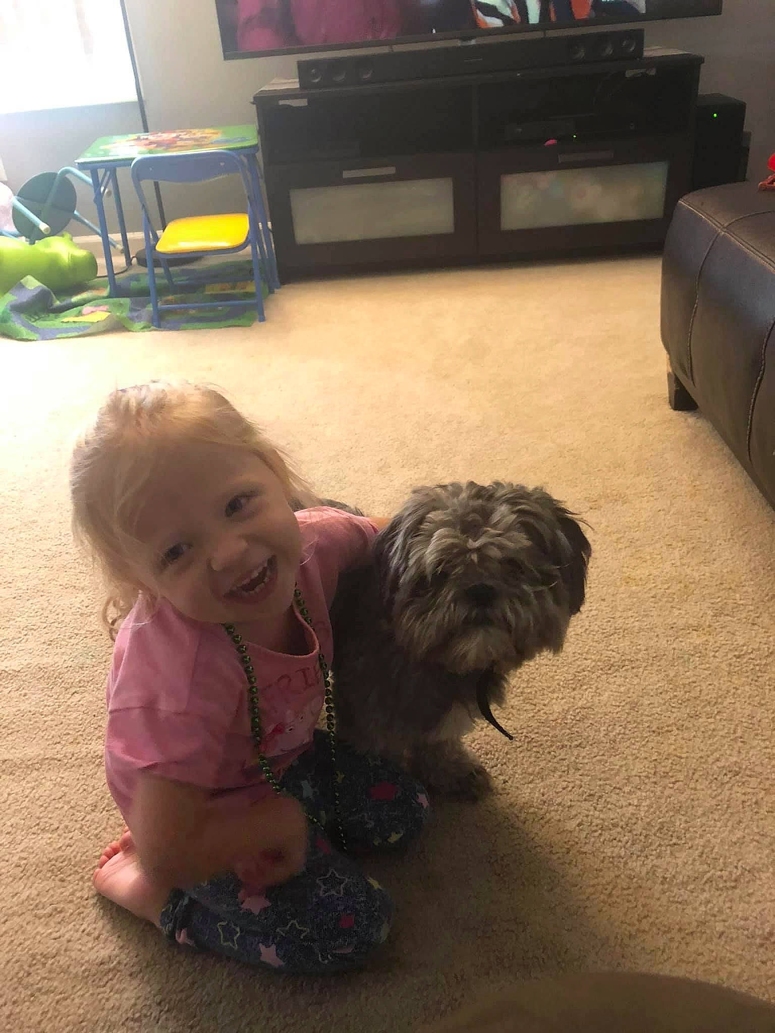 Amelia joined the competition — help win amazing prizes! black, carnivore, chest_of_drawers, comfort, companion_dog, couch, dog, entertainment_center, floor, flooring, furniture, hardwood, home_appliance, living_room, mammal, person, smile, television, television_set, toddler