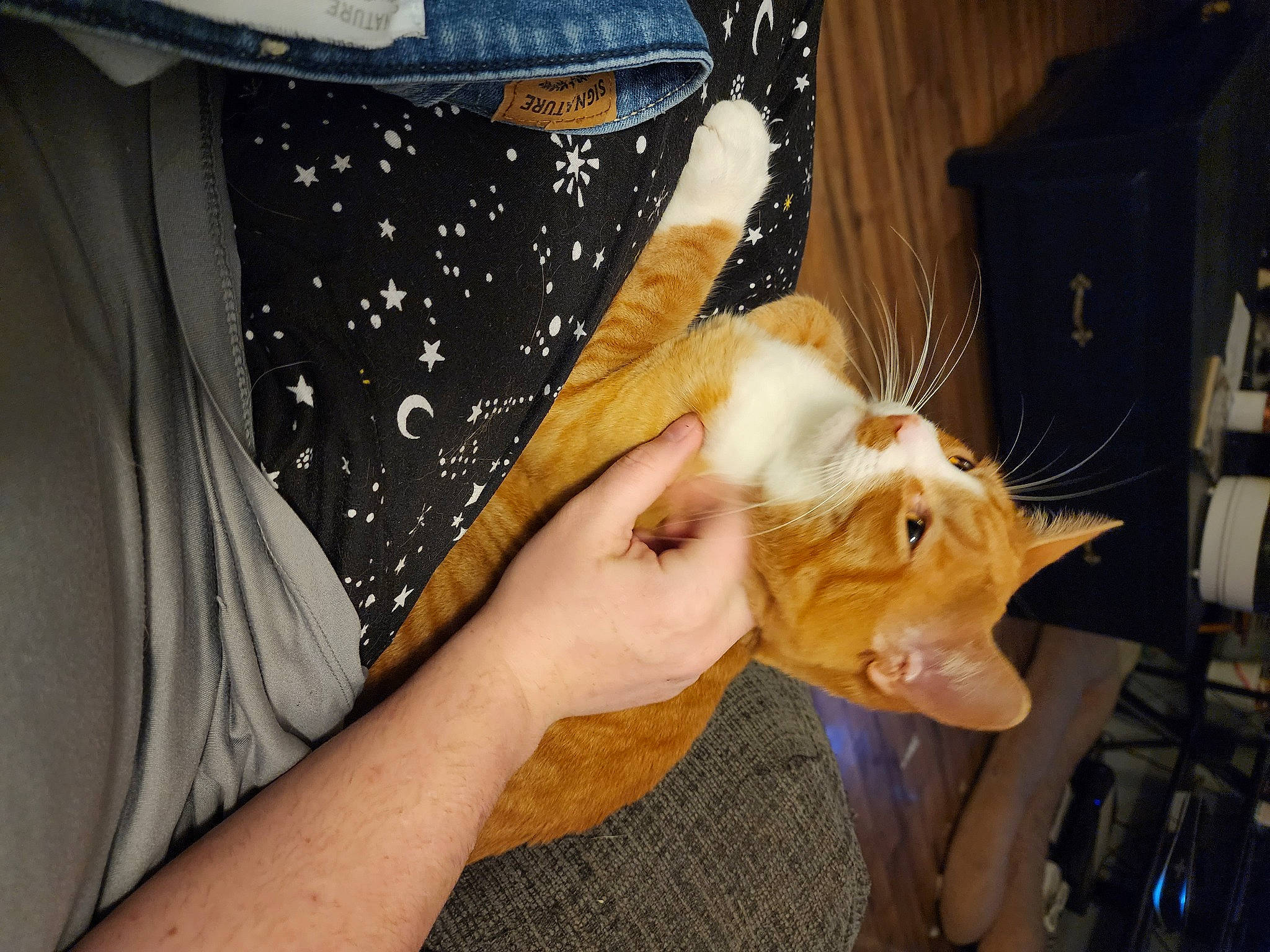 Blitz joined the competition — help win amazing prizes! canidae, carnivore, cat, companion_dog, domestic_short_haired_cat, drinking, ear, fawn, felidae, fur, gesture, hand, jaw, lap, nail, sleeve, small_to_medium_sized_cats, sporting_group, whiskers, wrist