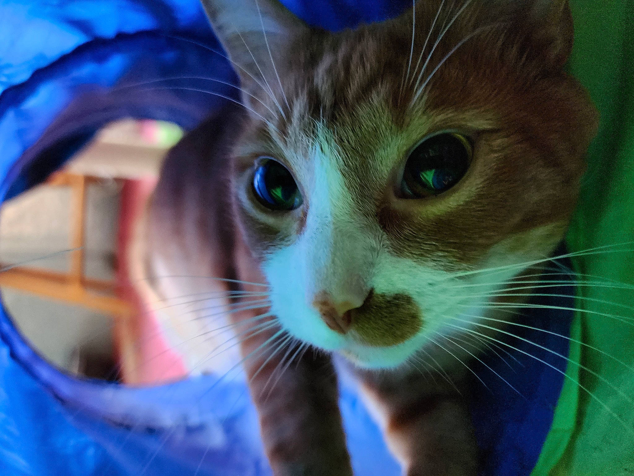 Blitz joined the competition — help win amazing prizes! carnivore, cat, close_up, domestic_short_haired_cat, electric_blue, eye, eyelash, fawn, felidae, fur, grass, iris, pet_supply, small_to_medium_sized_cats, snout, whiskers