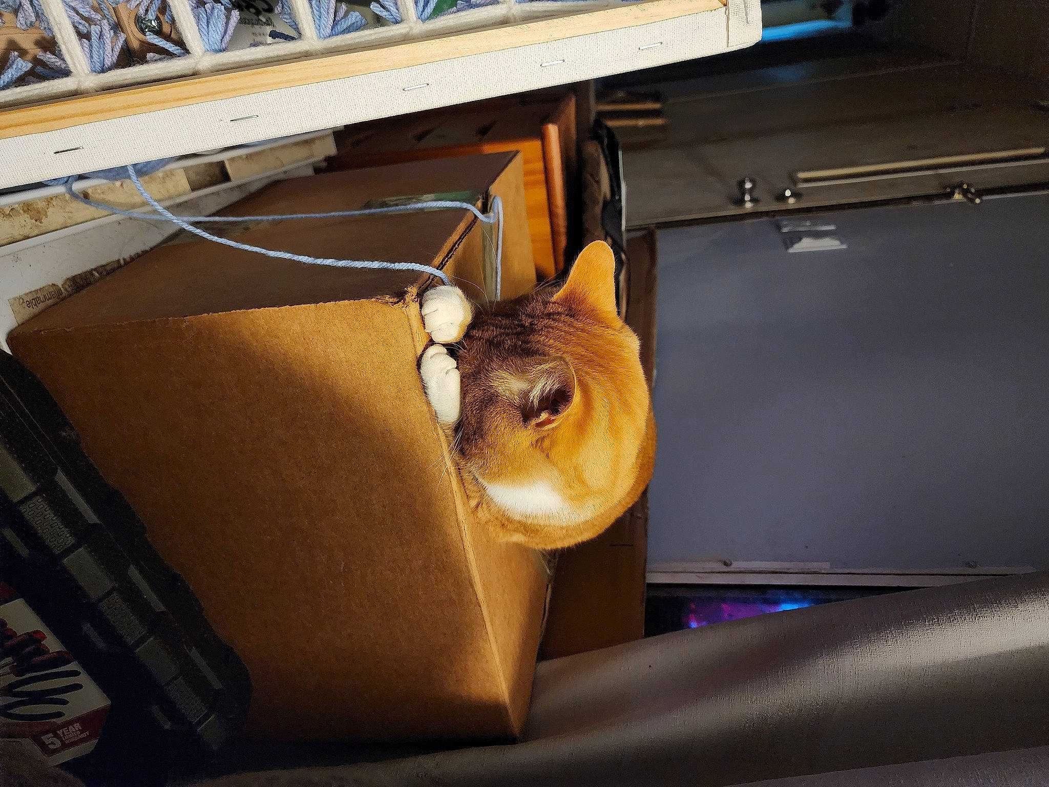 Blitz is registered to the contest to win money with this photo: automotive_design, automotive_exterior, bag, carnivore, cat, couch, desk, fawn, felidae, hood, metal, motor_vehicle, small_to_medium_sized_cats, table, vehicle, vehicle_door, whiskers, window, windshield, wood