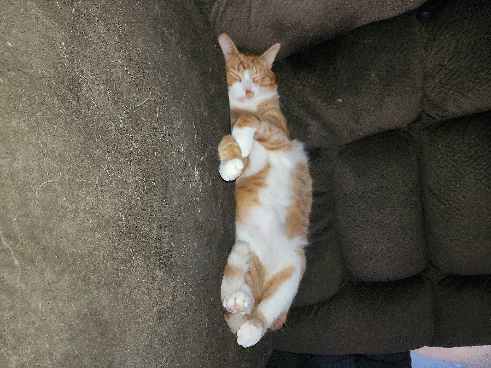 Blitz is registered to the contest to win money with this photo: canidae, carnivore, cat, claw, comfort, dog_breed, domestic_short_haired_cat, fawn, felidae, fur, human_leg, paw, small_to_medium_sized_cats, snout, sporting_group, tail, whiskers, wood