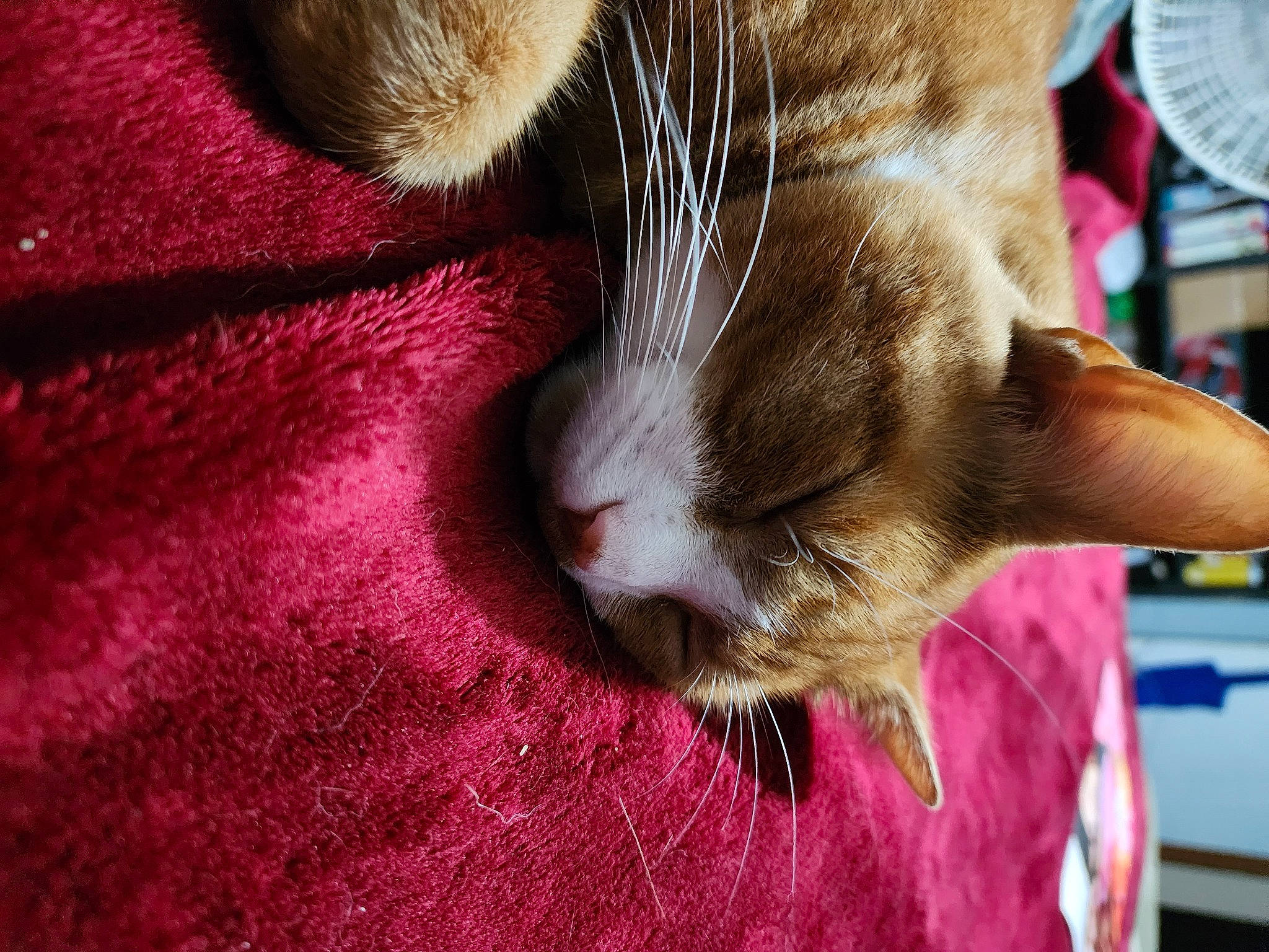 Blitz is registered to the contest to win money with this photo: carnivore, cat, claw, comfort, domestic_short_haired_cat, ear, fawn, felidae, fur, human_leg, magenta, mechanical_fan, nap, paw, pet_supply, sleep, small_to_medium_sized_cats, snout, tail, whiskers