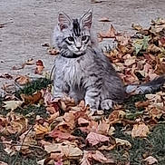 Ozzie joined the competition — help win amazing prizes! cat, animal, autumn, leaves, outdoor, pet, feline, gray, nature, fall, grass, striped, young, fur, collar, cute, sitting, alert, daylight, ground