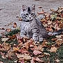 cat, animal, autumn, leaves, outdoor, pet, feline, gray, nature, fall, grass, striped, young, fur, collar, cute, sitting, alert, daylight, ground