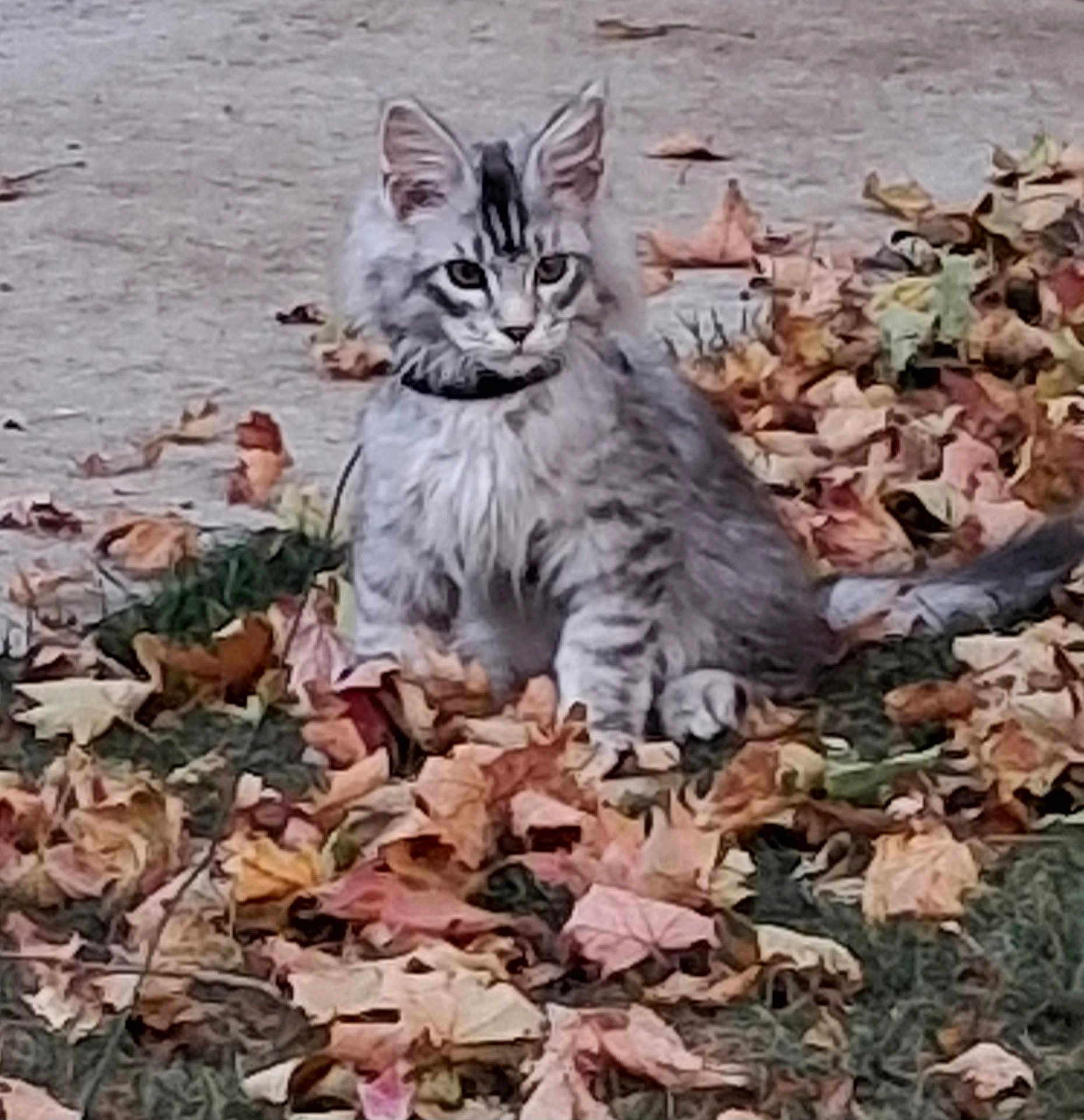 Ozzie joined the competition — help win amazing prizes! cat, animal, autumn, leaves, outdoor, pet, feline, gray, nature, fall, grass, striped, young, fur, collar, cute, sitting, alert, daylight, ground
