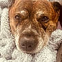 Dukie is registered to the contest to win money with this photo: dog, close_up, blanket, cozy, brown, fur, snuggling, soft, pet, animal, face, nostrils, ears, whiskers, relaxed, indoor, cute, warm, texture, comfort
