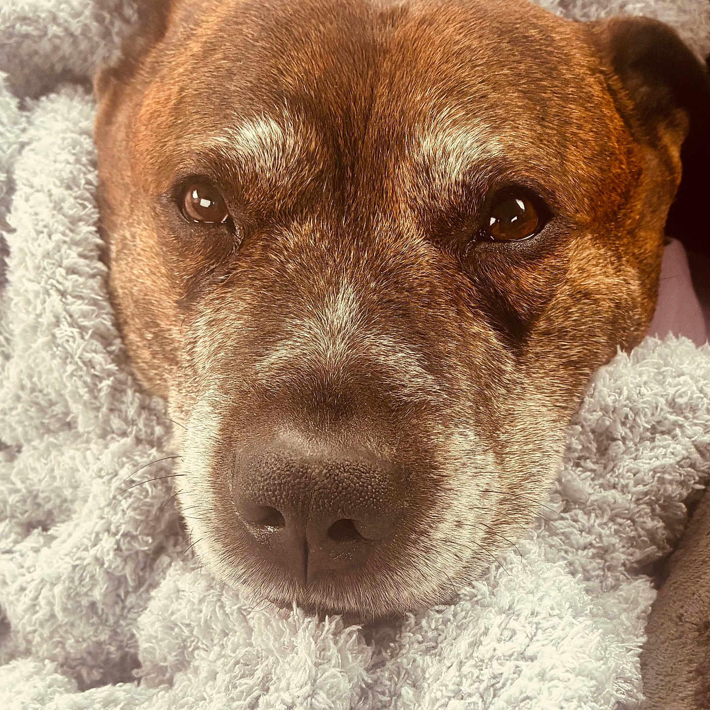 Dukie is registered to the contest to win money with this photo: animal, blanket, brown, close_up, comfort, cozy, cute, dog, ears, face, fur, indoor, nostrils, pet, relaxed, snuggling, soft, texture, warm, whiskers