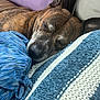 Dukie joined the competition — help win amazing prizes! dog, sleeping, brown, brindle, closeup, pillow, blue, striped, fabric, cushion, resting, indoors, pet, cozy, snout, ears, animal, fur, comfort, relaxation