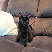 Nova joined the competition — help win amazing prizes! black_cat, cat, pet, sofa, couch, green_eyes, fur, indoor, pillow, relaxed, looking_at_camera, sitting, home, feline, whiskers, ears, portrait, mammal, domestic_animal, furniture