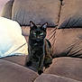 black_cat, cat, pet, sofa, couch, green_eyes, fur, indoor, pillow, relaxed, looking_at_camera, sitting, home, feline, whiskers, ears, portrait, mammal, domestic_animal, furniture