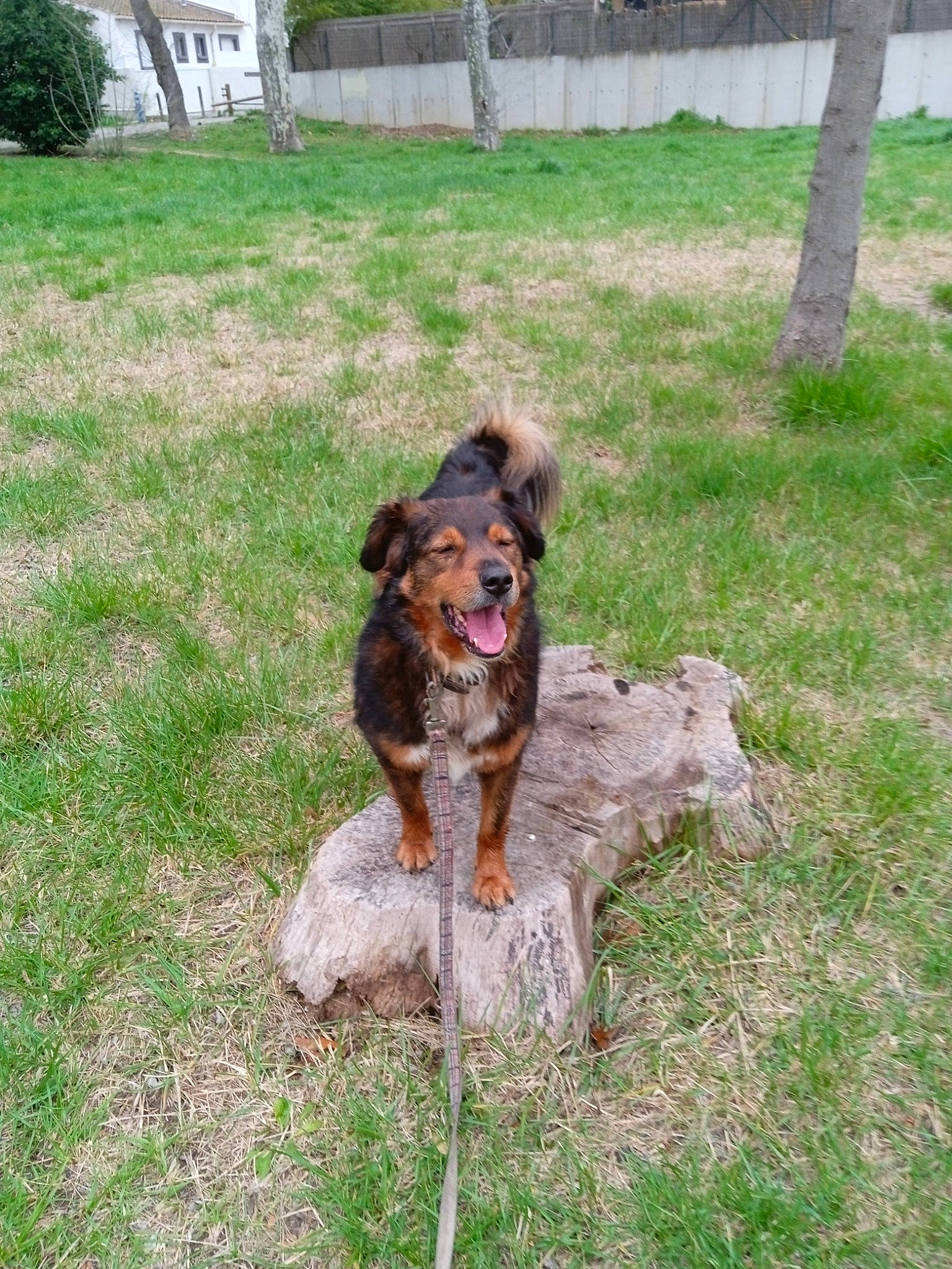 Brownie a rejoint le concours — aidez-le/la à gagner de superbes lots ! canidae, carnivore, companion_dog, dog, dog_breed, flagstone, garden, grass, groundcover, lawn, liver, old_german_shepherd_dog, plant, sporting_group, tail, tree, working_animal, working_dog, yard