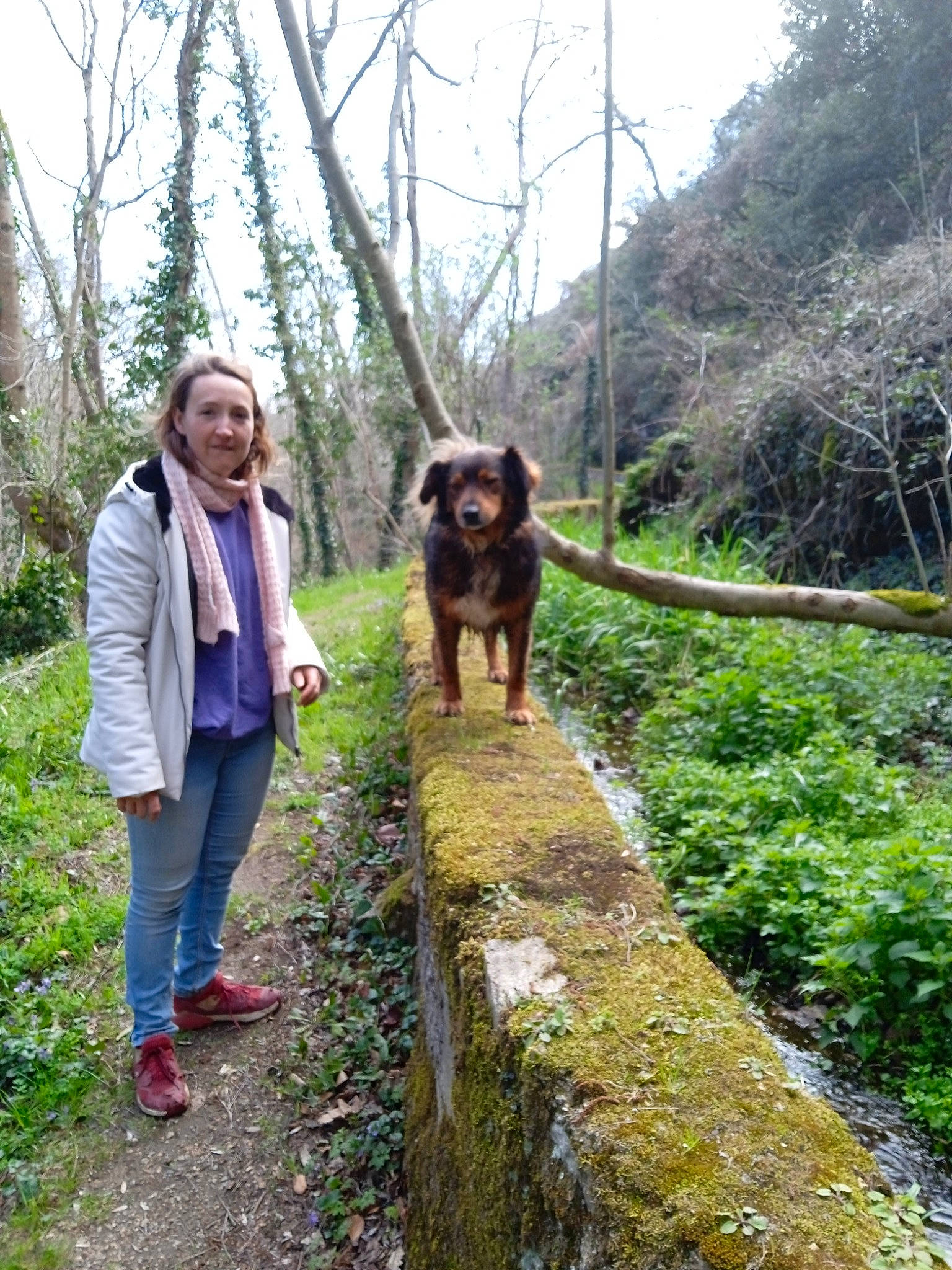 Brownie a rejoint le concours — aidez-le/la à gagner de superbes lots ! adventure, canidae, carnivore, dog, dog_breed, forest, landscape, leisure, mountain, natural_landscape, people_in_nature, plant, recreation, road, sky, sporting_group, trail, tree, walking, woodland