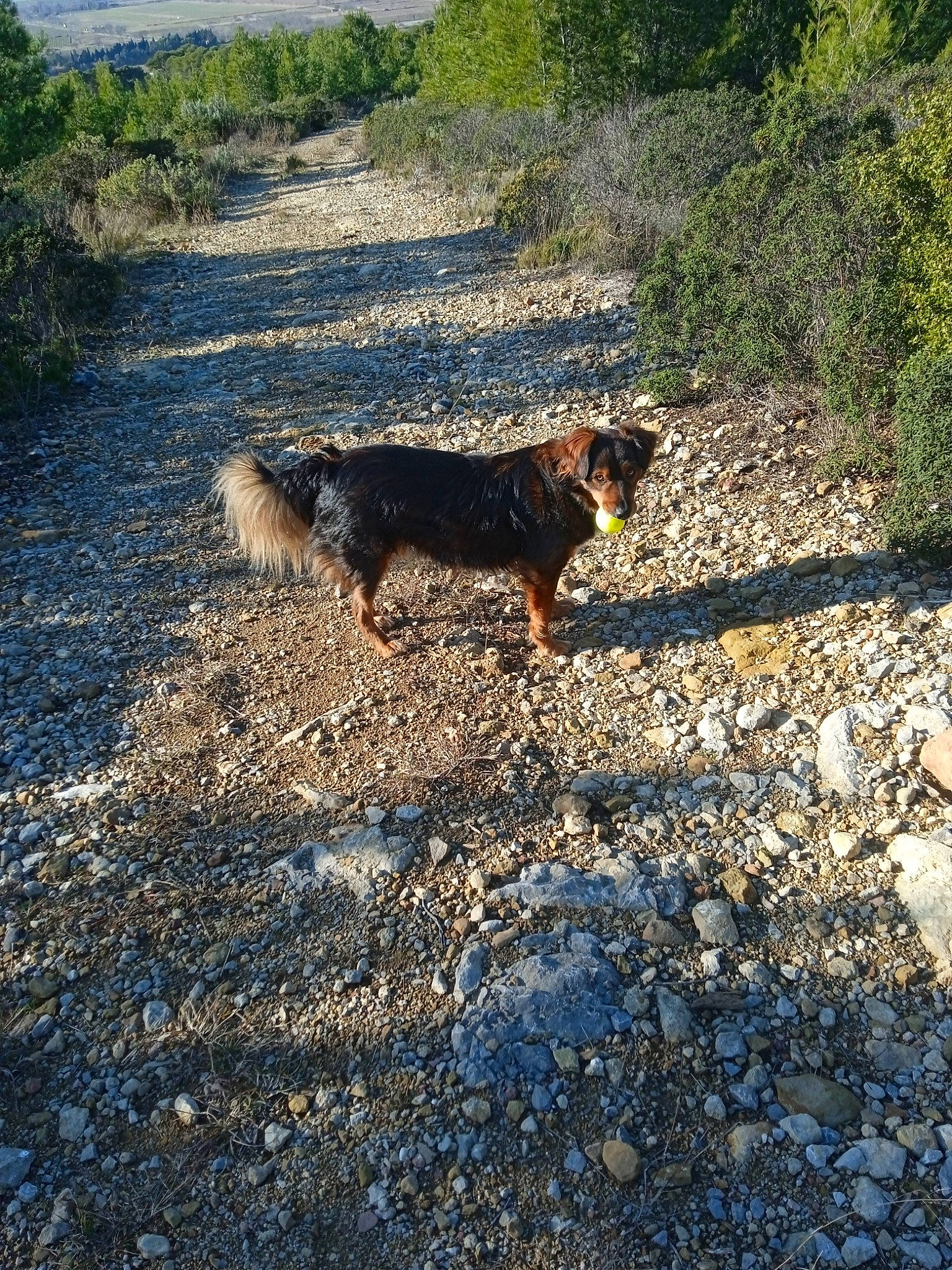 Brownie a rejoint le concours — aidez-le/la à gagner de superbes lots ! asphalt, canidae, carnivore, dog, dog_breed, fawn, grass, landscape, plant, road_surface, rock, shadow, soil, sporting_group, tail, terrier, tree, water, water_dog, working_dog