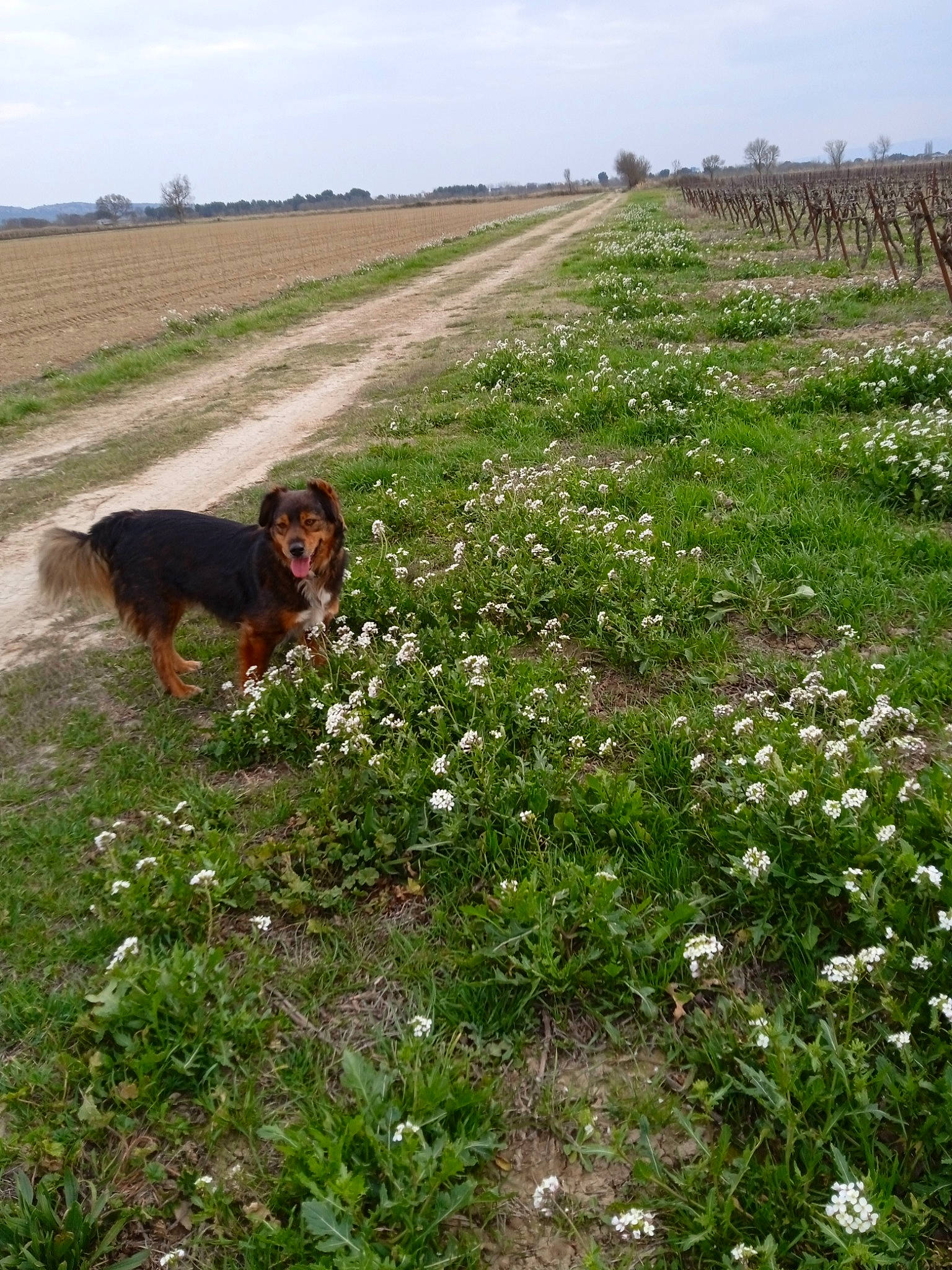Brownie a rejoint le concours — aidez-le/la à gagner de superbes lots ! agriculture, carnivore, cloud, dog, dog_breed, field, flower, grass, grass_family, grassland, groundcover, liver, meadow, natural_landscape, pasture, people_in_nature, plant, prairie, sky, working_animal