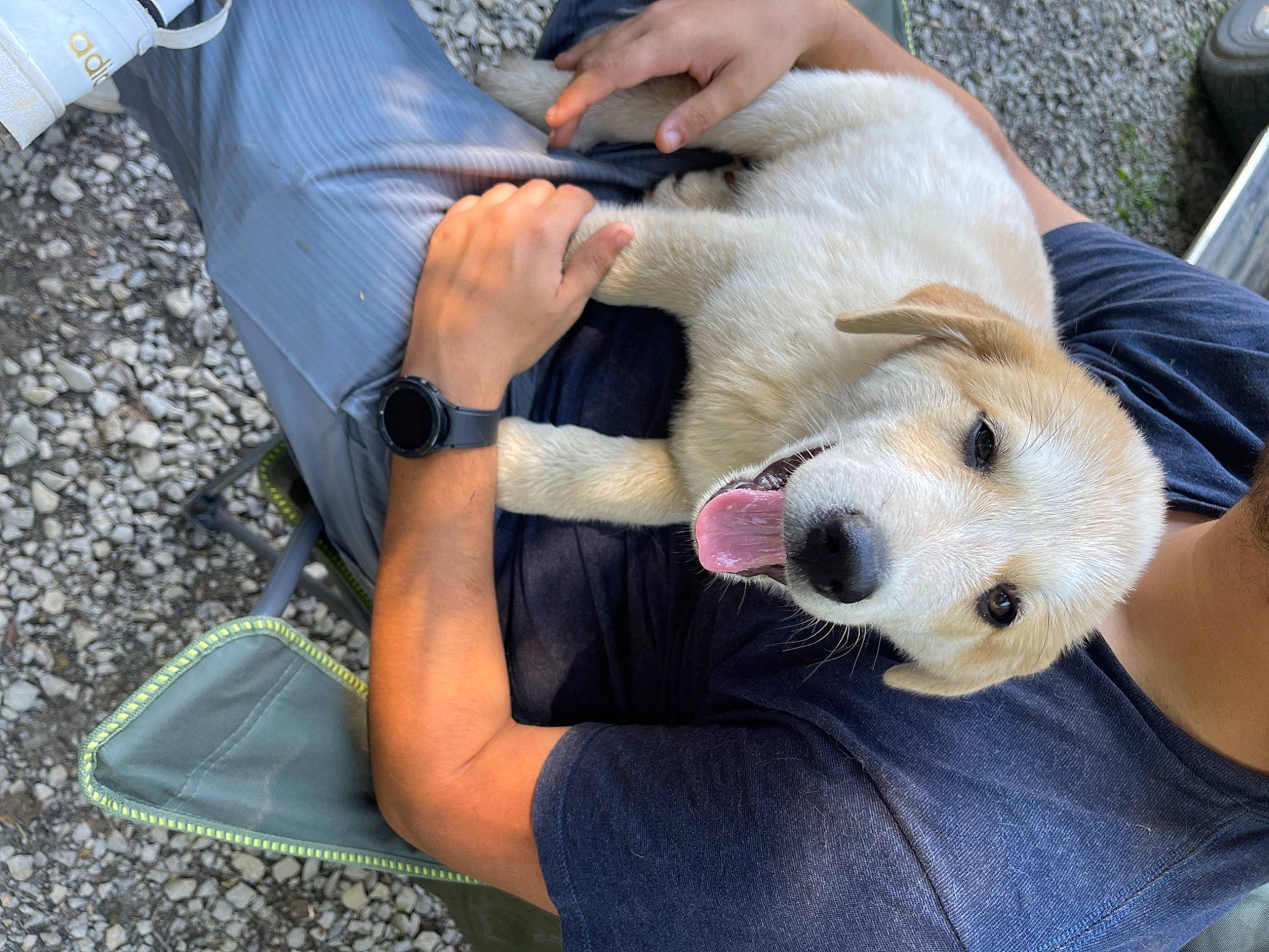 Lucy is registered to the contest to win money with this photo: canidae, carnivore, chair, companion_dog, dog, dog_breed, fawn, felidae, fur, nail, paw, plush, puppy_love, retriever, snout, sporting_group, stuffed_toy, thigh, whiskers, wrist