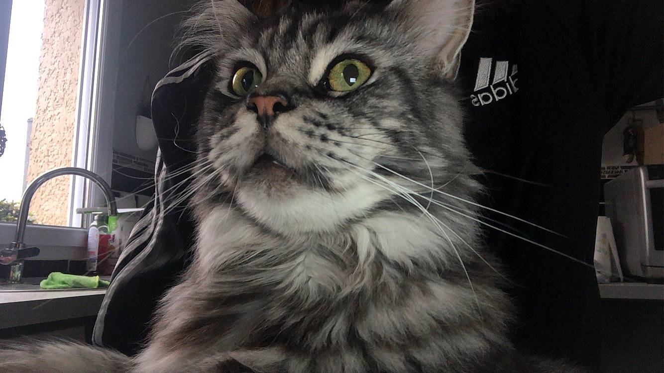 Nirko participe au concours pour gagner de l'argent avec cette photo : carnivore, cat, domestic_short_haired_cat, felidae, fur, monochrome_photography, small_to_medium_sized_cats, snout, terrestrial_animal, whiskers, window