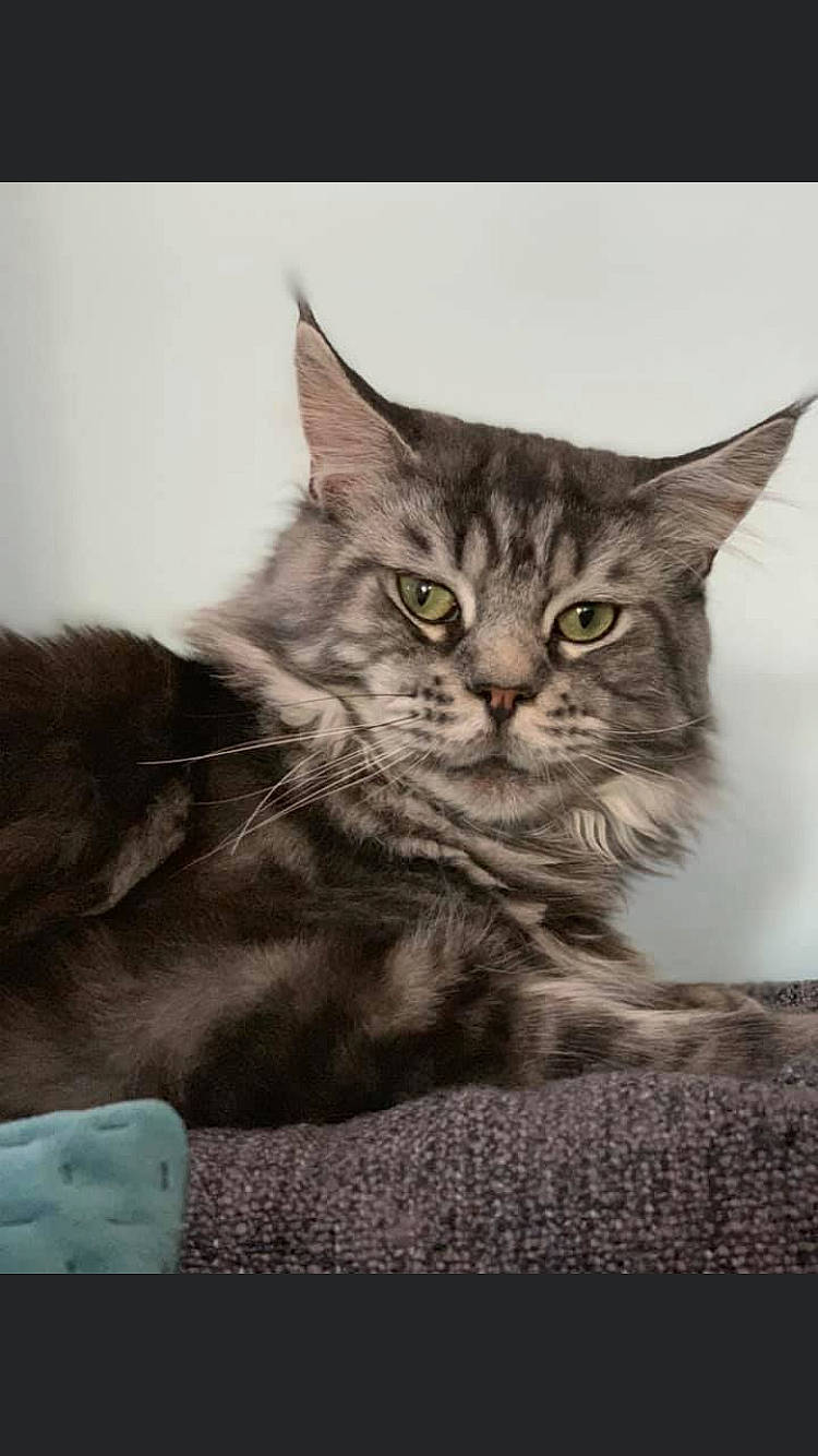 Nirko a rejoint le concours — aidez-le/la à gagner de superbes lots ! art, carnivore, cat, claw, comfort, domestic_short_haired_cat, felidae, fur, grey, paw, photo_caption, small_to_medium_sized_cats, snout, tail, terrestrial_animal, whiskers, wildlife