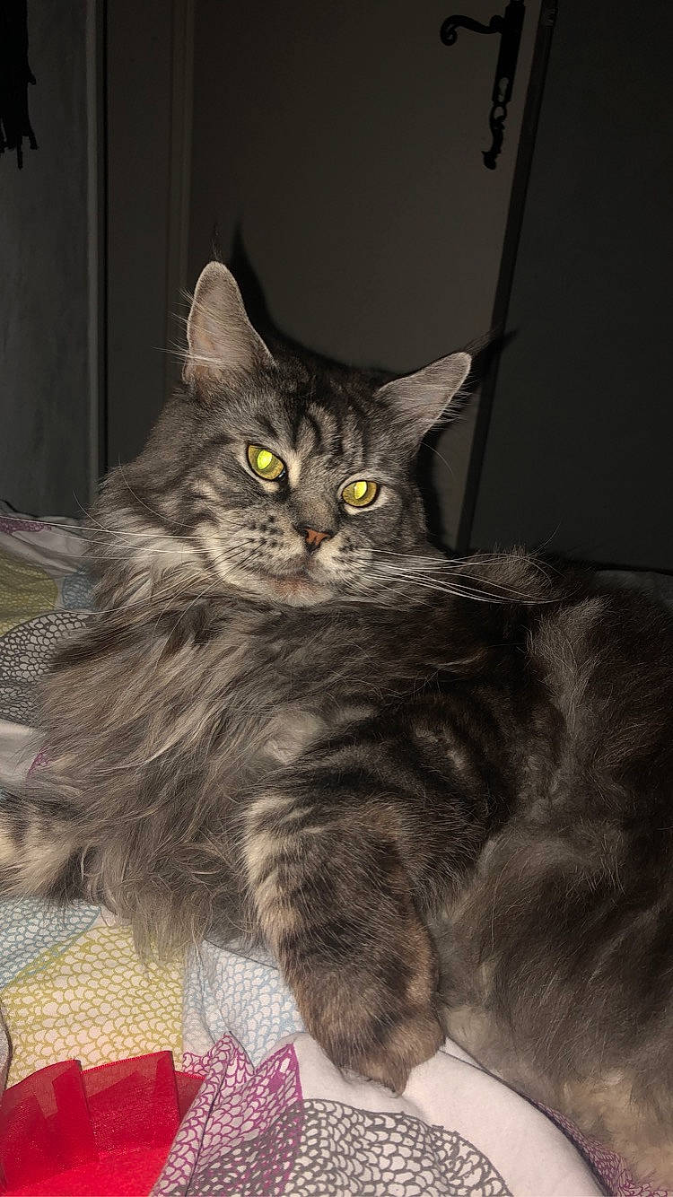 Nirko participe au concours pour gagner de l'argent avec cette photo : carnivore, cat, claw, comfort, domestic_short_haired_cat, felidae, fur, grey, iris, maine_coon, paw, sitting, small_to_medium_sized_cats, snout, tail, terrestrial_animal, whiskers
