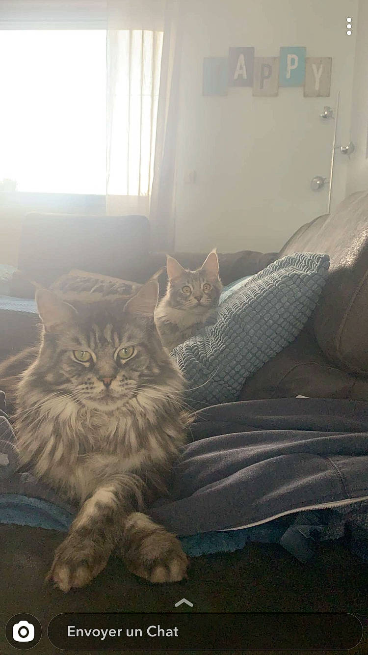 Nirko a rejoint le concours — aidez-le/la à gagner de superbes lots ! carnivore, cat, comfort, curtain, domestic_short_haired_cat, eye, felidae, floor, flooring, fur, grey, hardwood, sitting, small_to_medium_sized_cats, sunlight, tail, whiskers, window, window_blind, wood