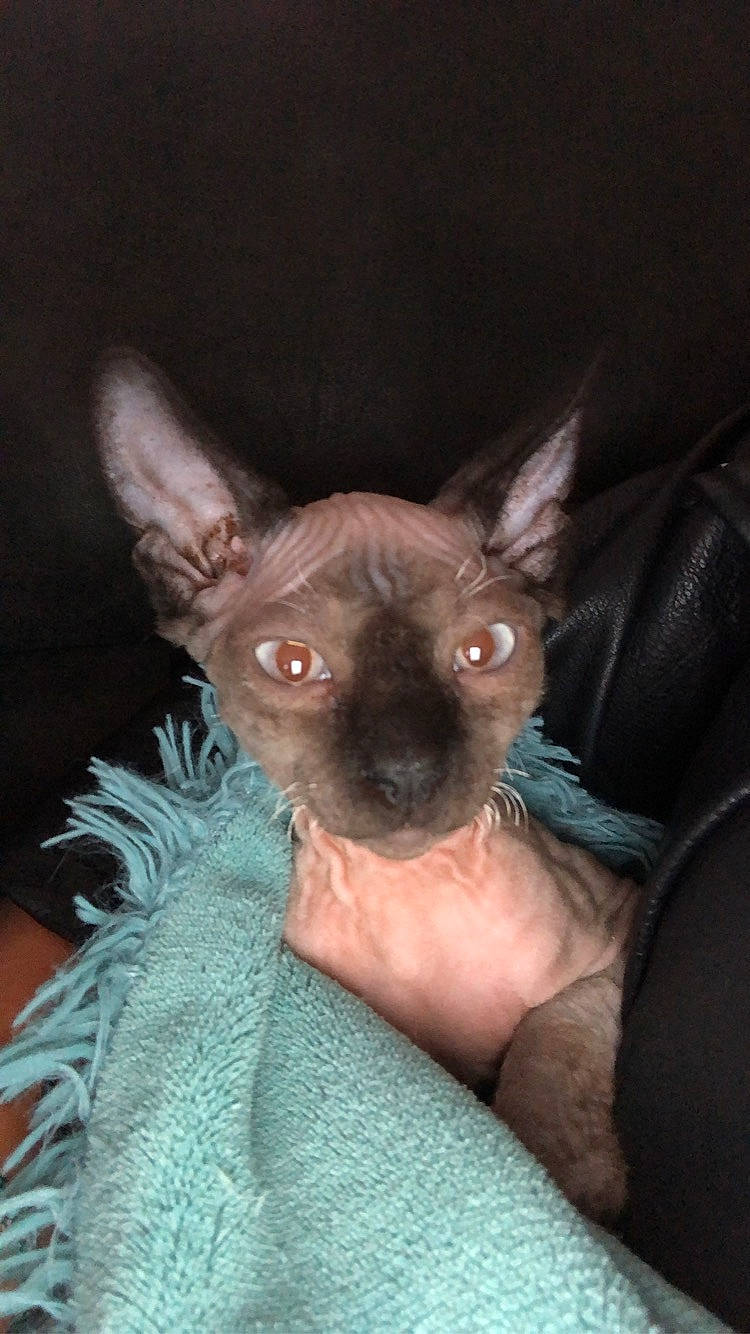 Ramses a rejoint le concours — aidez-le/la à gagner de superbes lots ! canidae, carnivore, comfort, costume, dog_breed, ear, electric_blue, eye, fawn, felidae, fur, non_sporting_group, red_eye_effect, sleeve, snout, terrestrial_animal, toy_dog, whiskers