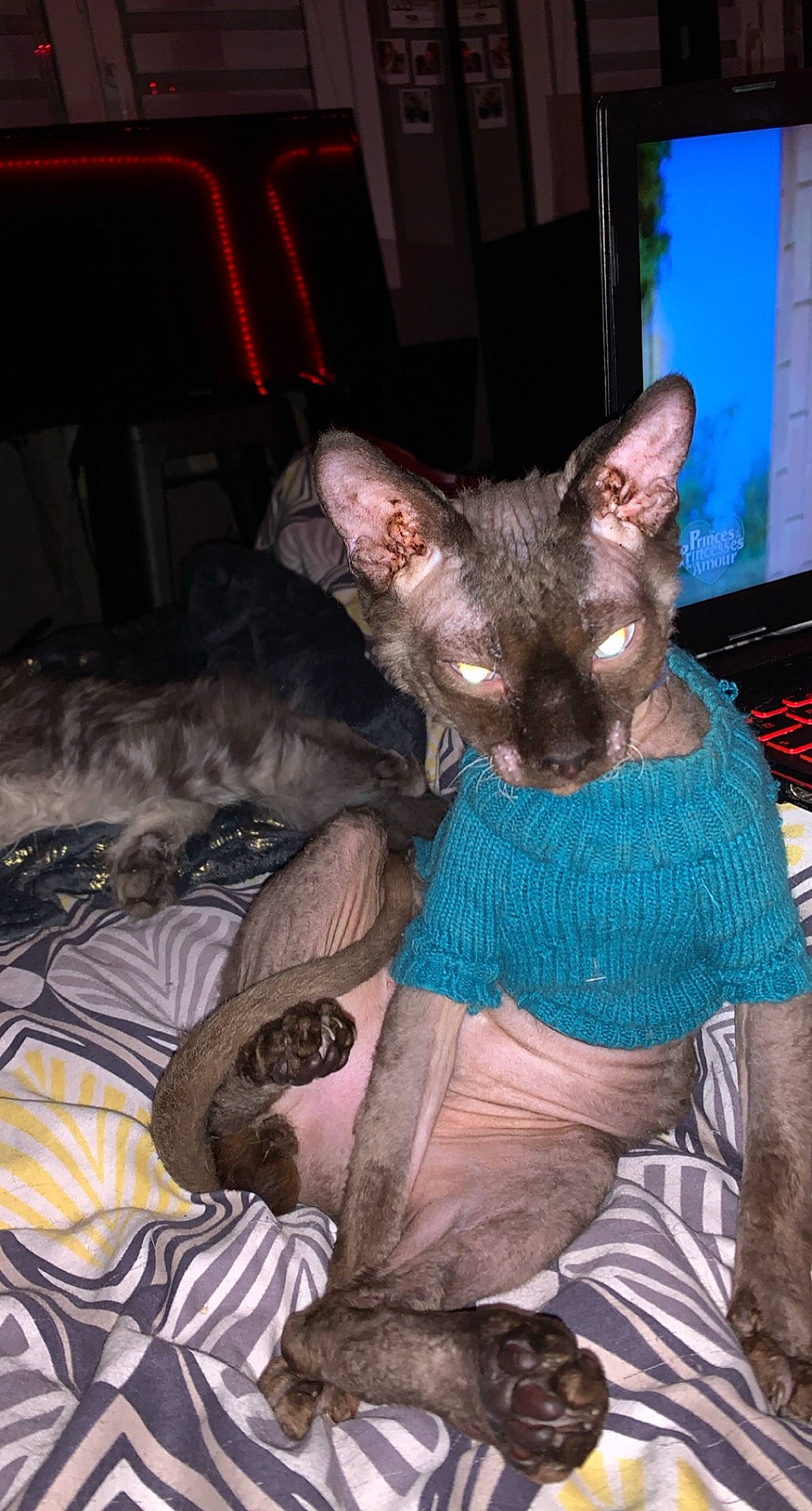 Ramses a rejoint le concours — aidez-le/la à gagner de superbes lots ! carnivore, cat, comfort, dog_breed, domestic_short_haired_cat, fawn, felidae, fur, pattern, sitting, small_to_medium_sized_cats, snout, tail, terrestrial_animal, whiskers