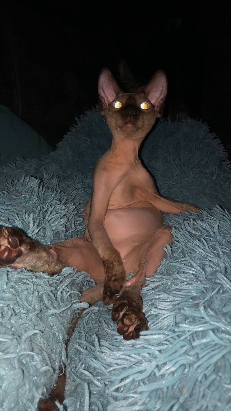 Ramses a rejoint le concours — aidez-le/la à gagner de superbes lots ! abdomen, barechested, cat, chest, comfort, darkness, event, fawn, felidae, fur, human_leg, linens, mammal, room, sitting, small_to_medium_sized_cats, tail, thigh, trunk, whiskers