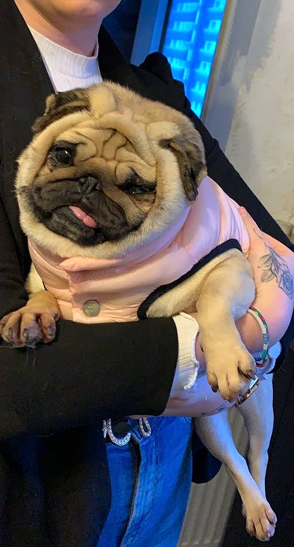 Michonne a rejoint le concours — aidez-le/la à gagner de superbes lots ! blue, carnivore, chair, companion_dog, dog, dog_breed, elbow, electric_blue, fawn, fur, hat, head, human_leg, knee, plant, shorts, snout, thigh, toy_dog, wrinkle