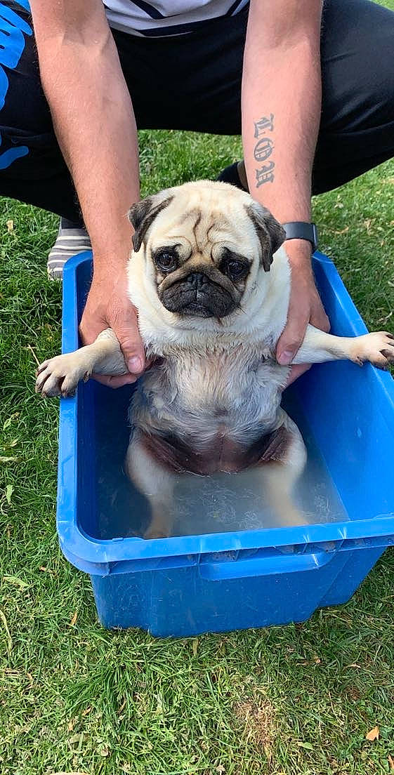 Michonne participe au concours pour gagner de l'argent avec cette photo : blue, canidae, carnivore, chair, companion_dog, dog, dog_breed, electric_blue, fawn, grass, human_leg, leisure, photograph, plant, pug, snout, sporting_group, summer, toy_dog, wrinkle