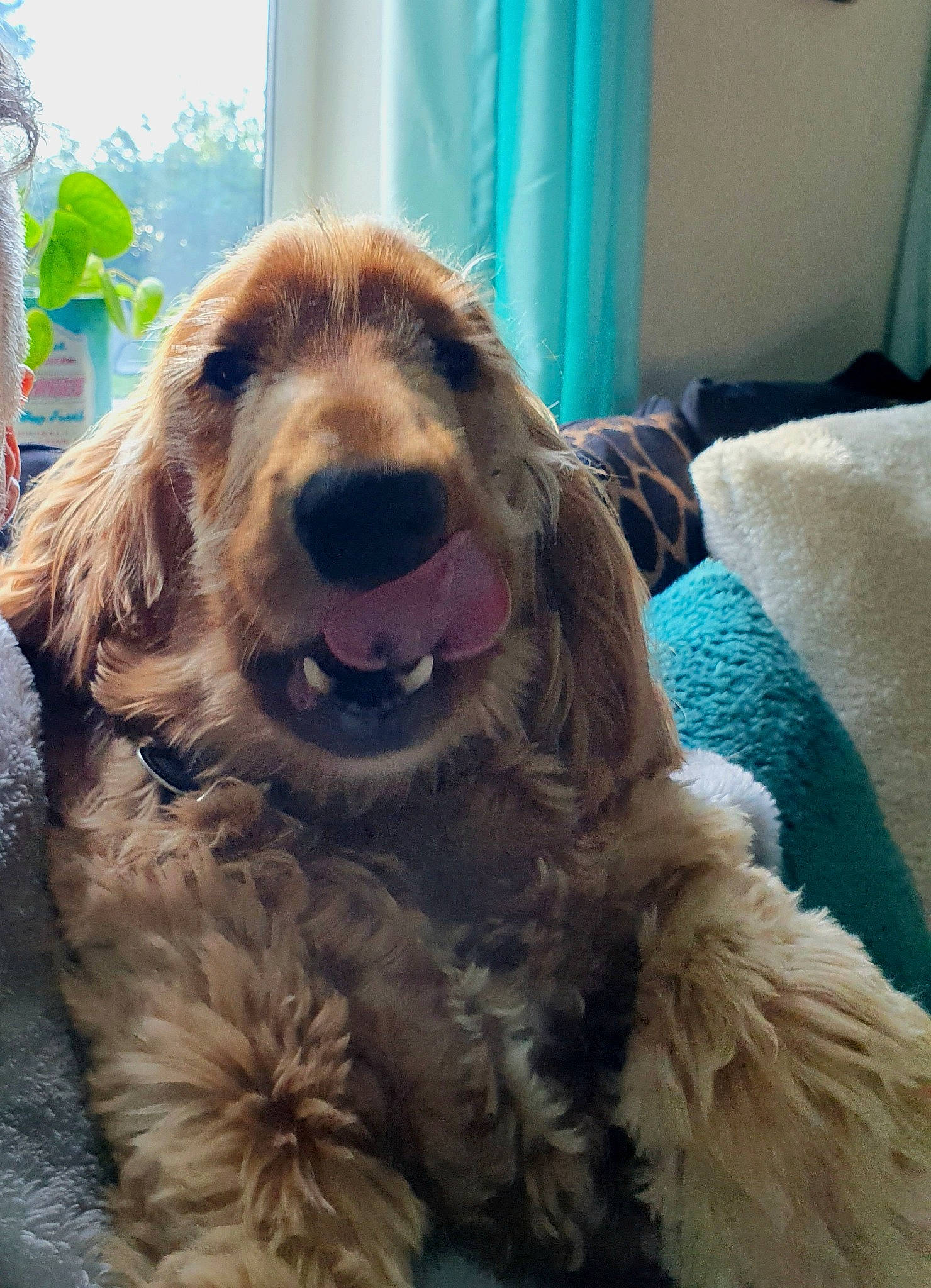 Hector joined the competition — help win amazing prizes! canidae, carnivore, companion_dog, curtain, dog, dog_breed, fang, fur, gun_dog, happy, liver, paw, retriever, snout, spaniel, sporting_group, whiskers, working_animal, working_dog, yawn