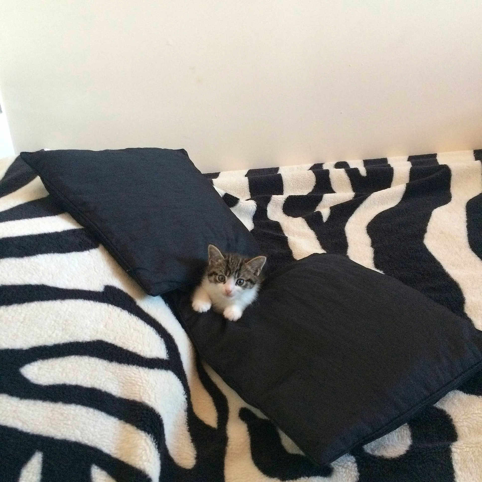 Cookie is registered to the contest to win money with this photo: