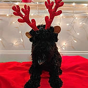 Zeppelin is registered to the contest to win money with this photo: dog, pet, black_fur, reindeer_antlers, red_blanket, string_lights, fairy_lights, holiday_decor, christmas_theme, cozy, indoor, window_blinds, mug, text_on_mug, seated, curly_fur, portrait, festive, antlers, centered_subject