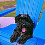Zeppelin joined the competition — help win amazing prizes! dog, black_dog, pet, tongue_out, panting, adirondack_chair, blue_chair, chair, outdoor, grass, backyard, leash, happy, portrait, sitting, wooden_chair, fur, close_up, summer, bright_color