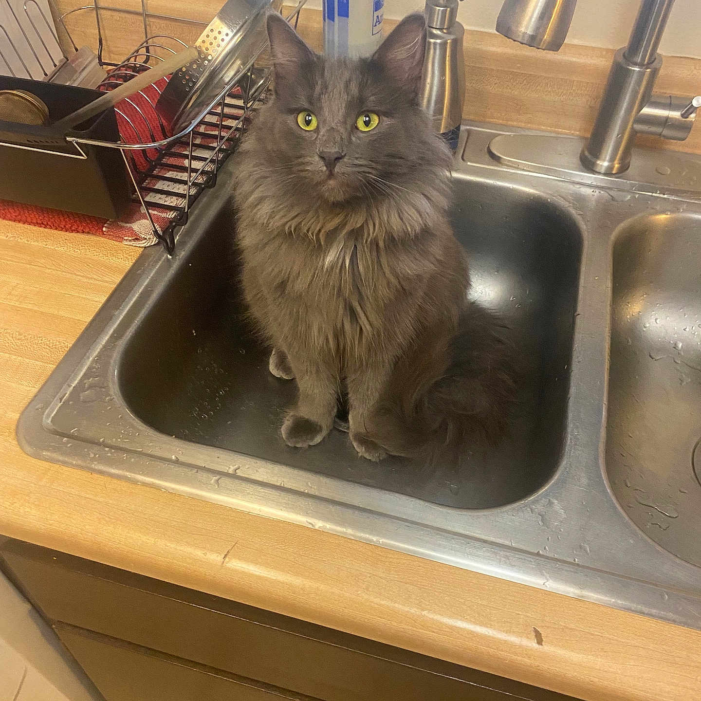 Salem is registered to the contest to win money with this photo: angora, animal, basin, bodypart, cat, doublesink, hand, hardwood, kitten, machine, manx, person, pet, screw, sink, sinkfaucet, stainedwood, tap, wood