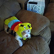 Chloe Bug joined the competition — help win amazing prizes! dog, costume, caterpillar, brown_couch, indoor, pet, animal, fur, remote_control, furniture, cute, small_dog, colorful, plush, resting, living_room, textile, home, decor, seated