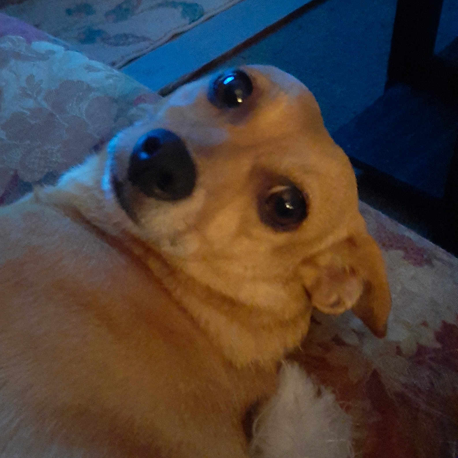 Maggie Mae joined the competition — help win amazing prizes! dog, pet, indoor, close_up, tan_fur, couch, carpet, looking_back, animal, cute, face, ears, nose, fur, cozy, resting, domestic, mammal, companion, relaxed